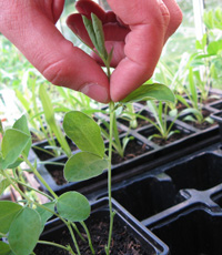 leggy sweet pea seedlings