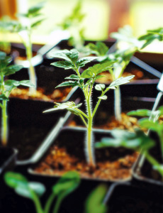 tomato plant