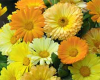 new 2012 flower and vegetable varieties