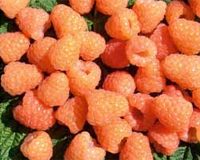 new 2012 fruit varieties