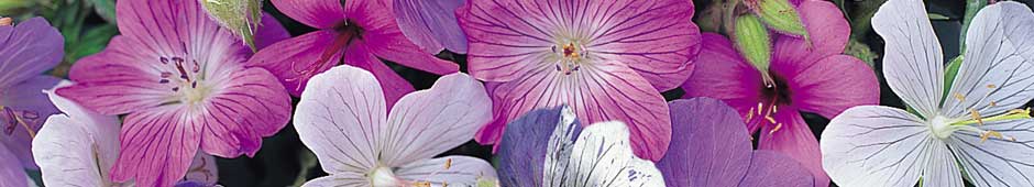 How To Grow Hardy Geraniums From Seed