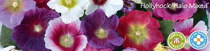 hollyhock halo mixed