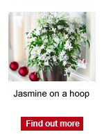 Jasmine on a hoop