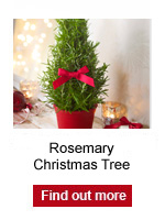 Rosemary Christmas Tree