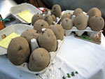 Start chitting potatoes