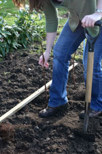 Continue to plant raspberry canes