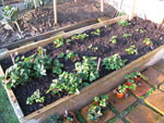 Raised beds warm up quicker and drain faster on heavy soil