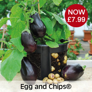 Egg and Chips® now £7.99