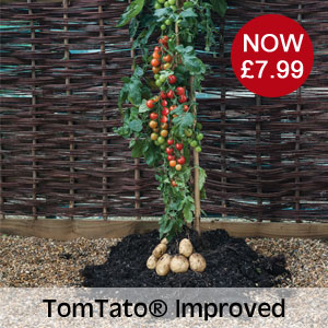 TomTato® Improved now £7.99