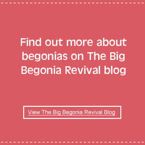 big begonia revival blog