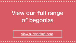 view our full range of begonias