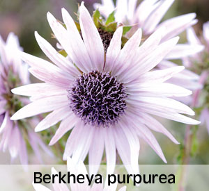 Berkheya purpurea