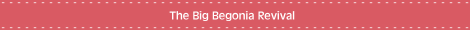 The Big Begonia Revival
