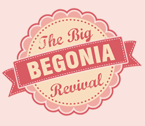 big begonia revival