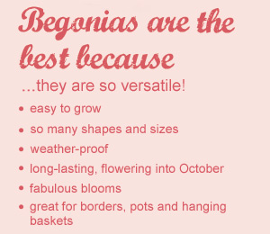 begonias are best because...