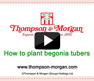 how to plant begonia tubers