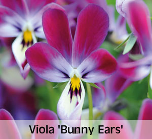 Viola 'Bunny Ears'