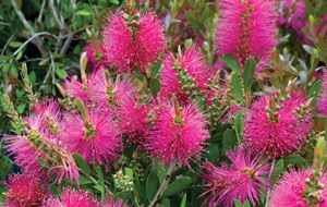 callistemon