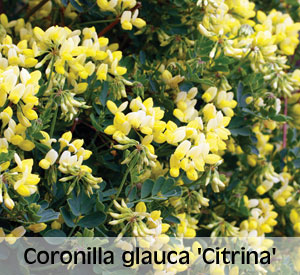 Coronilla glauca 'Citrina'