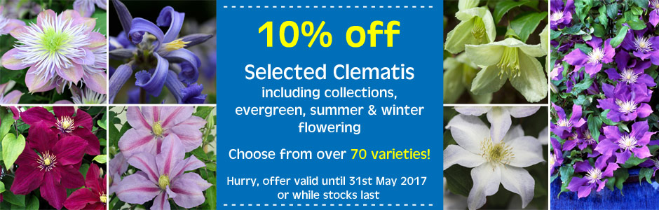 Clematis Plants - 10% off