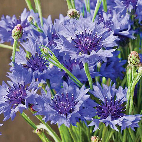 Cornflower 'Blue Diadem'