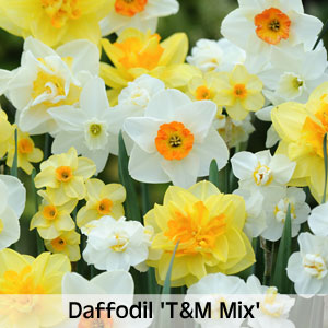 Daffodil 'T&M Mix'