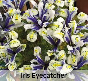 Iris Eyecatcher