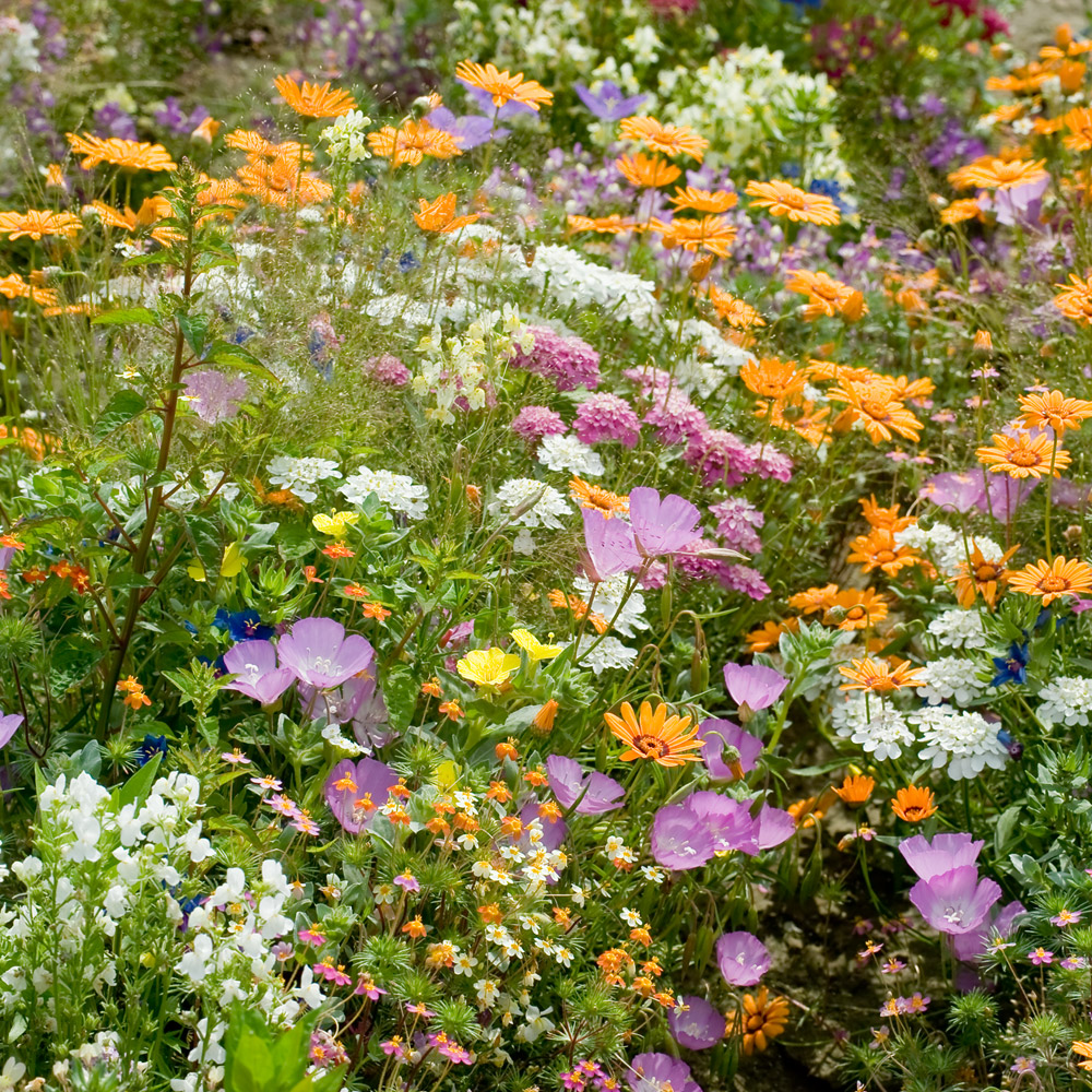 View flower seeds