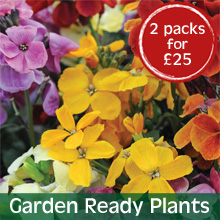 Garden Ready Plants