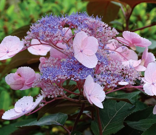 hydrangea hot chocolate