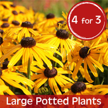 Large Potted Plants