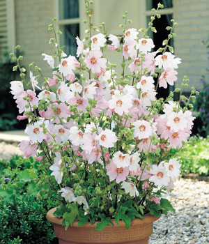 lavatera barnsley baby