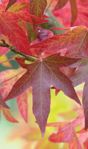 liquidambar