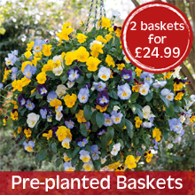 Pre-planted Baskets