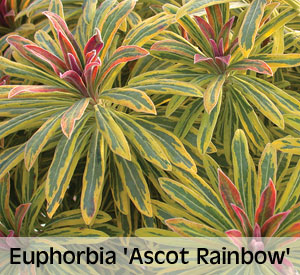 Euphorbia 'Ascot Rainbow'