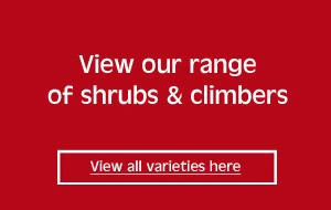 view our shrubs and climbers range