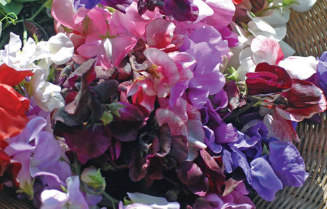 Sweet Pea 'Floral Tribute'