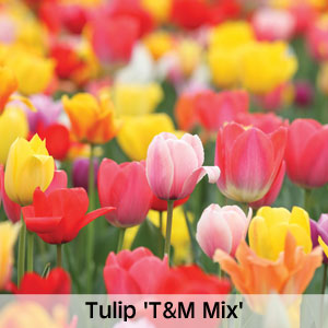 Tulip 'T&M Mix'