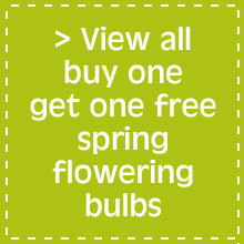 View all buy one get one free spring flowering bulbs