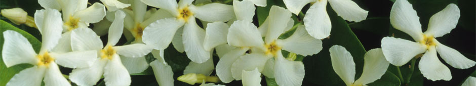 Tuscan Jasmine