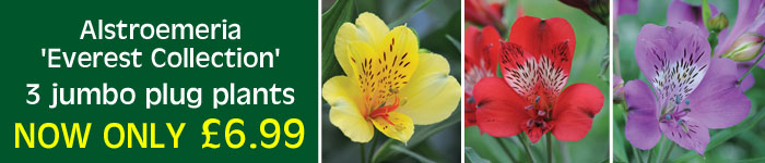 Alstroemeria 'Everest Collection' Special Offer | Thompson & Morgan