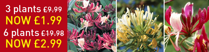 Fragrant Honeysuckle Collection Special Offer | Thompson & Morgan