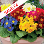 Polyanthus'Crescendo® Mixed'