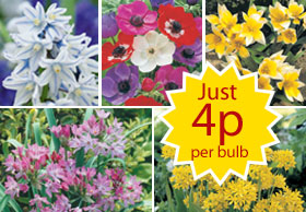 autumn bedding plants from just 5p each