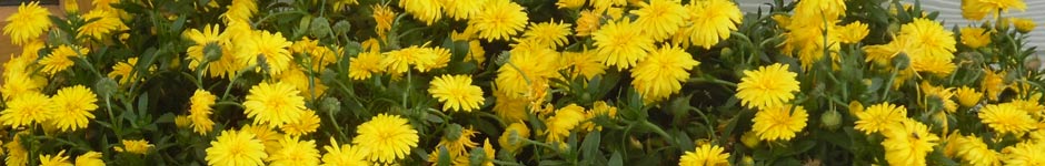 calendula power daisy banner