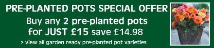 Buy Busy Lizzie Plants - Order Busy Lizzies | Thompson & Morgan