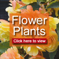 Click here to view all flower plants