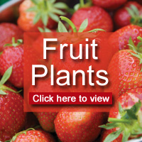 Click here to view all fruit plants