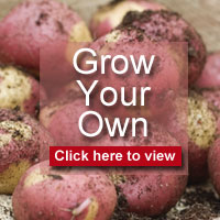 Grow Your Own Vegetables - Click here to view our full range