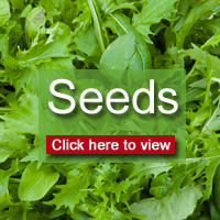 Click here to view all seeds